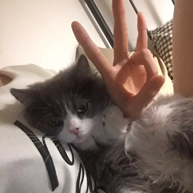 荣凡固罡
